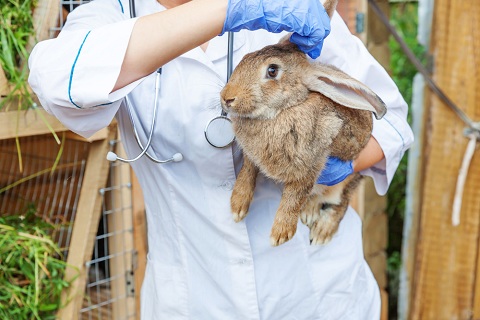 Rodent Ranch The Impact of Rodent on Health